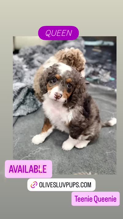 Queen , a female Cavapoo and Miniature Bernedoodle for sale in Gilbert, AZ – 6 of 10