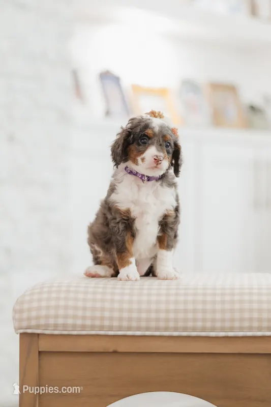Queen  – Cavapoo, Miniature Bernedoodle puppy for sale in Gilbert, AZ