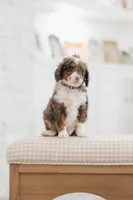 Queen , a female Cavapoo and Miniature Bernedoodle for sale in Gilbert, AZ – 1 of 10