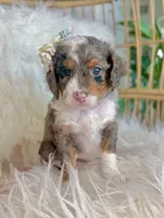 Queen , a female Cavapoo and Miniature Bernedoodle for sale in Gilbert, AZ – 7 of 10