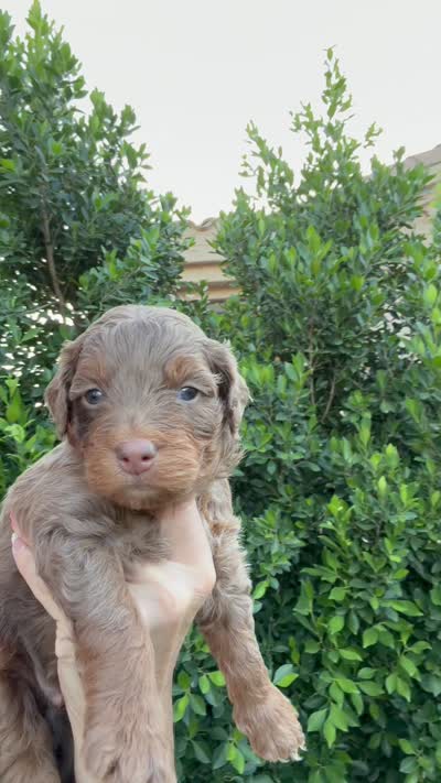 Baron, a male Cavapoo and Miniature Bernedoodle for sale in Gilbert, AZ – 6 of 8