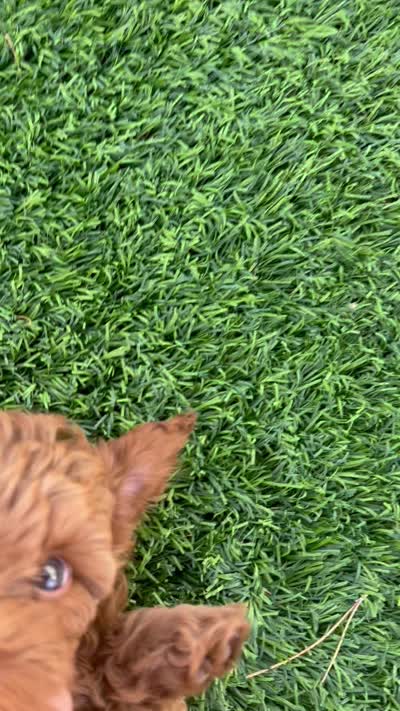 AJ , a male Cavapoo for sale in Gilbert, AZ – 9 of 9