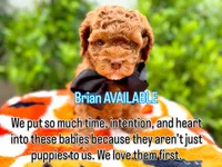 Brian, a male Cavapoo for sale in Gilbert, AZ – 5 of 10
