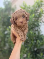 AJ , a male Cavapoo for sale in Gilbert, AZ – 5 of 9