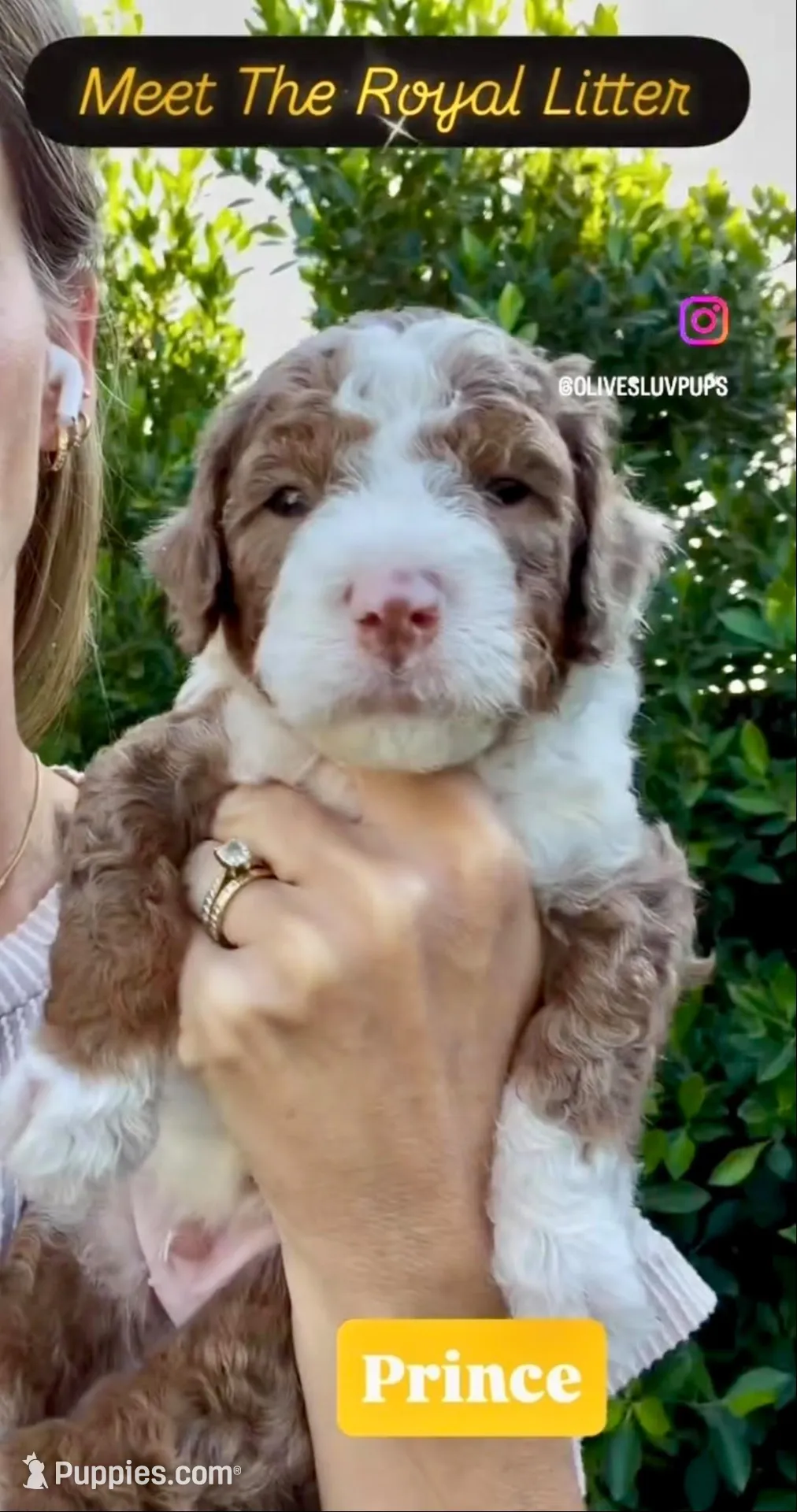 Prince, a male Cavapoo for sale in Gilbert, AZ – 1 of 4