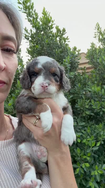 Queen , a female Cavapoo for sale in Gilbert, AZ – 2 of 9