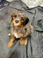 Princess, a female Cavapoo and Bernedoodle for sale in Gilbert, AZ – 5 of 10