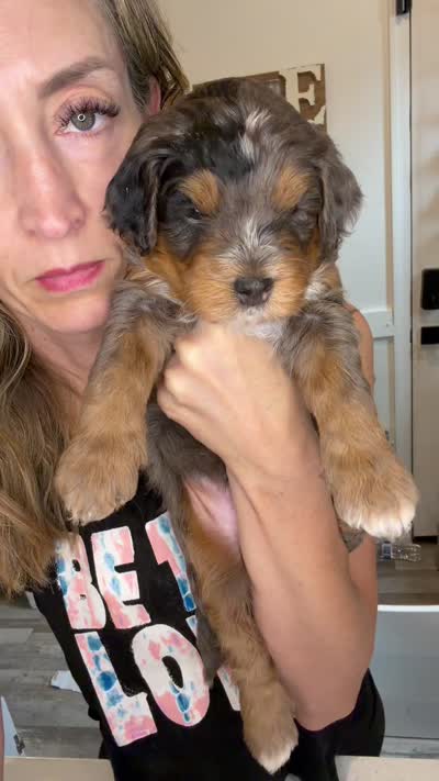 King, a male Cavapoo and Bernedoodle for sale in Gilbert, AZ – 6 of 10