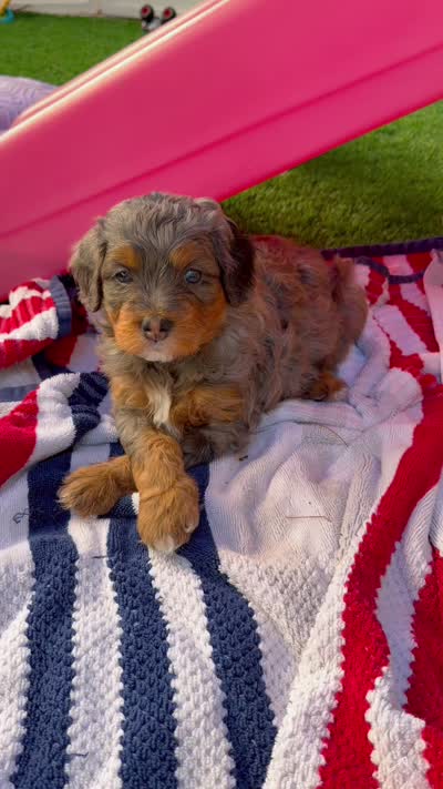 Princess, a female Cavapoo and Bernedoodle for sale in Gilbert, AZ – 7 of 10