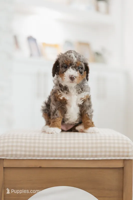 Knight – Cavapoo, Bernedoodle puppy for sale in Gilbert, AZ