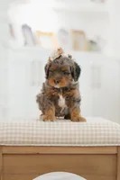 Princess, a female Cavapoo and Bernedoodle for sale in Gilbert, AZ – 6 of 10