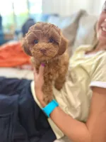 AJ , a male Cavapoo for sale in Gilbert, AZ – 3 of 9
