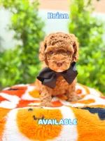 Brian, a male Cavapoo for sale in Gilbert, AZ – 1 of 10