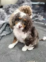 Queen , a female Cavapoo and Miniature Bernedoodle for sale in Gilbert, AZ – 3 of 10
