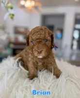 Brian, a male Cavapoo for sale in Gilbert, AZ – 8 of 10