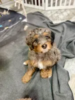 Princess, a female Cavapoo and Bernedoodle for sale in Gilbert, AZ – 8 of 10