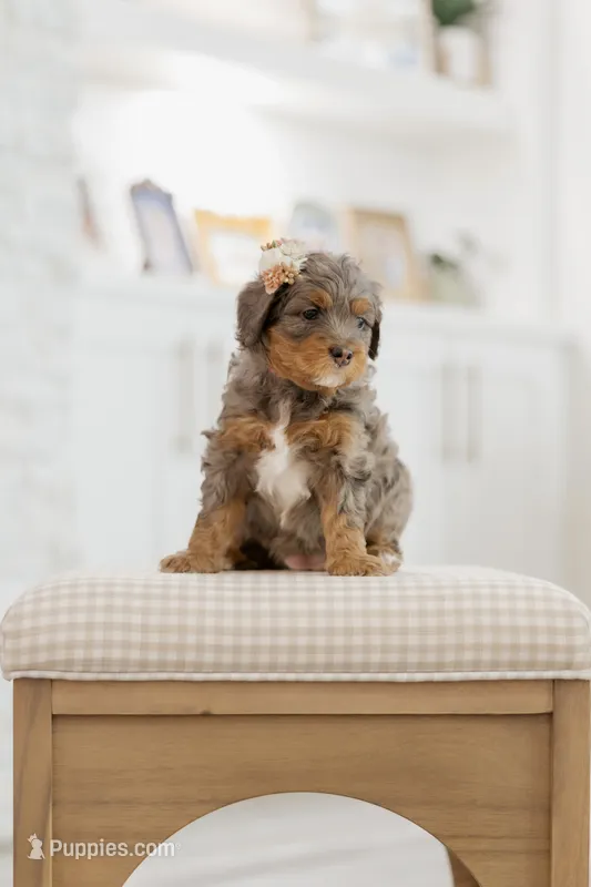 Princess – Cavapoo, Bernedoodle puppy for sale in Gilbert, AZ