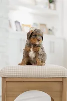 Princess, a female Cavapoo and Bernedoodle for sale in Gilbert, AZ – 1 of 10