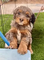 Princess, a female Cavapoo and Bernedoodle for sale in Gilbert, AZ – 3 of 10