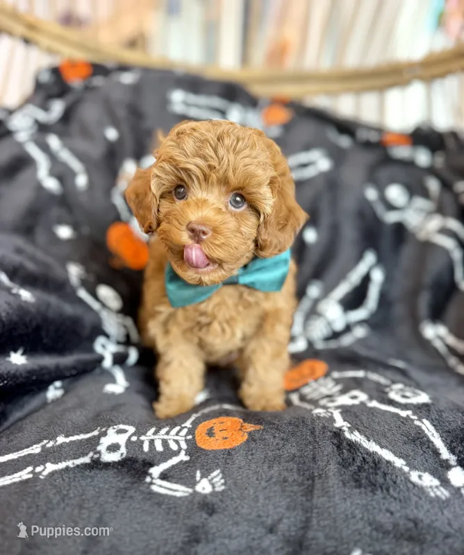 AJ  – Cavapoo puppy for sale in Gilbert, AZ