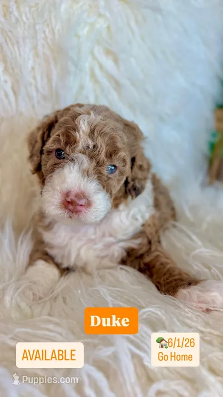 Duke – Cavapoo, Miniature Bernedoodle puppy for sale in Gilbert, AZ
