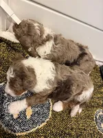 Duke, a male Cavapoo and Miniature Bernedoodle for sale in Gilbert, AZ – 5 of 7