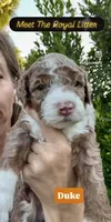 Duke, a male Cavapoo and Miniature Bernedoodle for sale in Gilbert, AZ – 1 of 7
