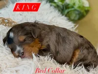 King, a male Cavapoo and Bernedoodle for sale in Gilbert, AZ – 7 of 10