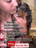 King, a male Cavapoo and Bernedoodle for sale in Gilbert, AZ – 4 of 10