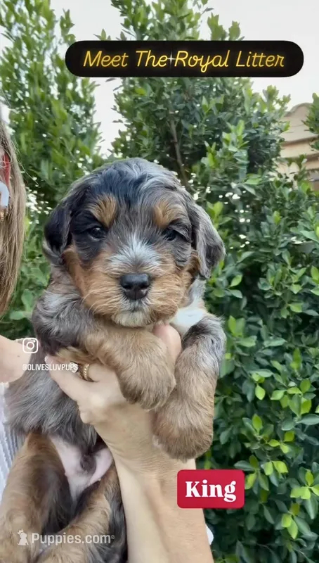 King – Cavapoo, Bernedoodle puppy for sale in Gilbert, AZ