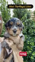 King, a male Cavapoo and Bernedoodle for sale in Gilbert, AZ – 1 of 10
