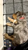 King, a male Cavapoo and Bernedoodle for sale in Gilbert, AZ – 5 of 10