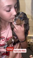 King, a male Cavapoo and Bernedoodle for sale in Gilbert, AZ – 9 of 10