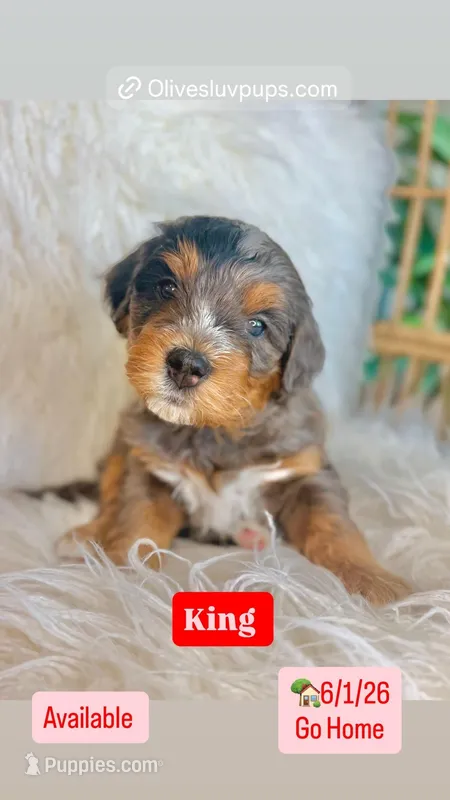 King – Cavapoo, Bernedoodle puppy for sale in Gilbert, AZ