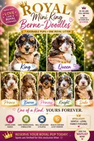 King, a male Cavapoo and Bernedoodle for sale in Gilbert, AZ – 2 of 10