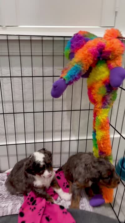 Princess, a female Cavapoo and Bernedoodle for sale in Gilbert, AZ – 4 of 7