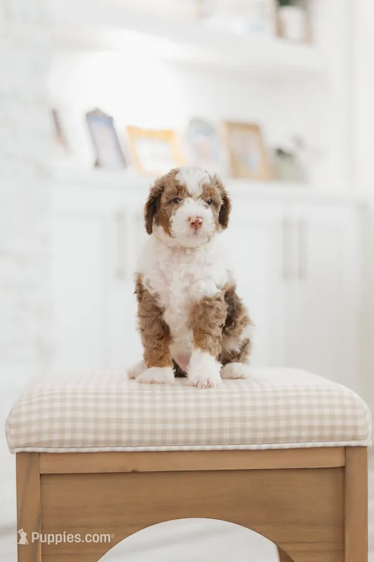 Prince – Cavapoo, Miniature Bernedoodle puppy for sale in Gilbert, AZ