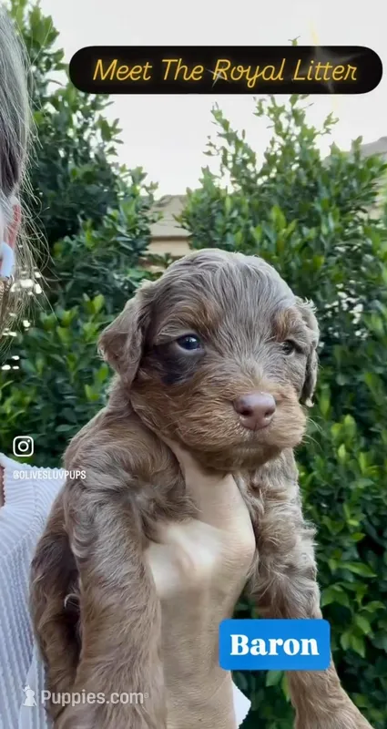 Baron – Cavapoo, Miniature Bernedoodle puppy for sale in Gilbert, AZ