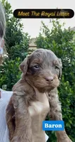 Baron, a male Cavapoo and Miniature Bernedoodle for sale in Gilbert, AZ – 1 of 8