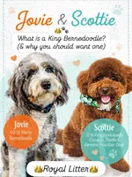 Baron, a male Cavapoo and Miniature Bernedoodle for sale in Gilbert, AZ – 5 of 8