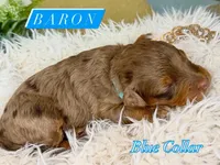 Baron, a male Cavapoo and Miniature Bernedoodle for sale in Gilbert, AZ – 7 of 8