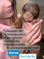 Baron, a male Cavapoo and Miniature Bernedoodle for sale in Gilbert, AZ – 3 of 8