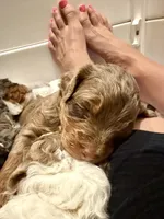 Baron, a male Cavapoo and Miniature Bernedoodle for sale in Gilbert, AZ – 8 of 8