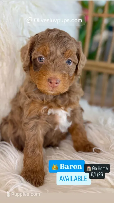 Baron – Cavapoo, Miniature Bernedoodle puppy for sale in Gilbert, AZ