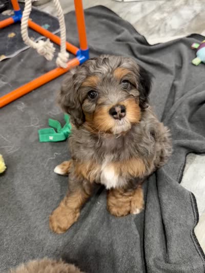 Princess, a female Cavapoo and Bernedoodle for sale in Gilbert, AZ – 4 of 10