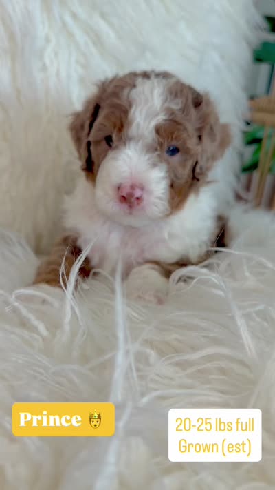 Prince, a male Cavapoo and Miniature Bernedoodle for sale in Gilbert, AZ – 3 of 8