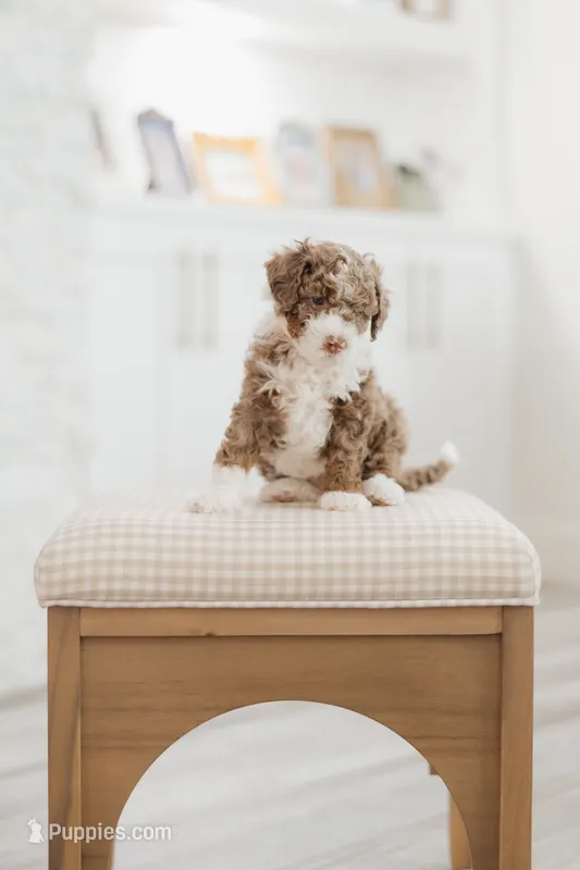Duke – Cavapoo, Miniature Bernedoodle puppy for sale in Gilbert, AZ