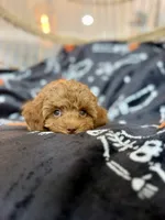 AJ , a male Cavapoo for sale in Gilbert, AZ – 7 of 9