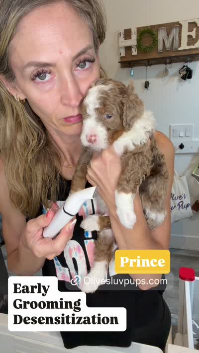 Prince, a male Cavapoo for sale in Gilbert, AZ – 3 of 4