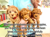 Brian, a male Cavapoo for sale in Gilbert, AZ – 7 of 10